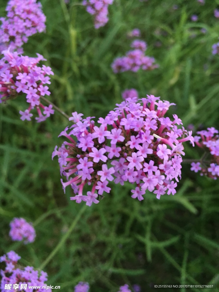 花 摄影