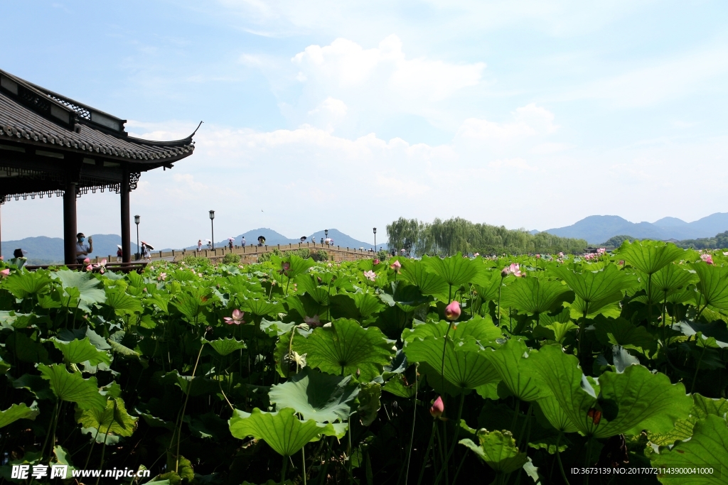斷橋荷
