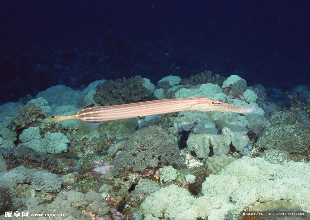 海洋生物