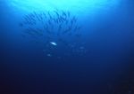 海洋生物 蓝色海洋 海底鱼类