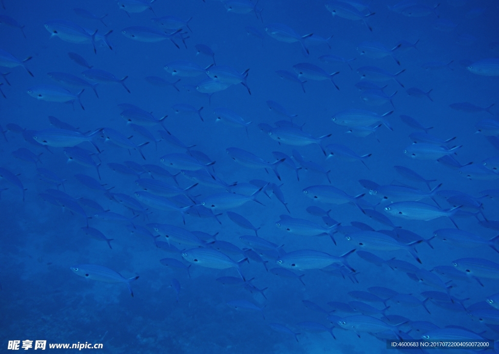 海洋生物 藍(lán)色海洋 海底魚類
