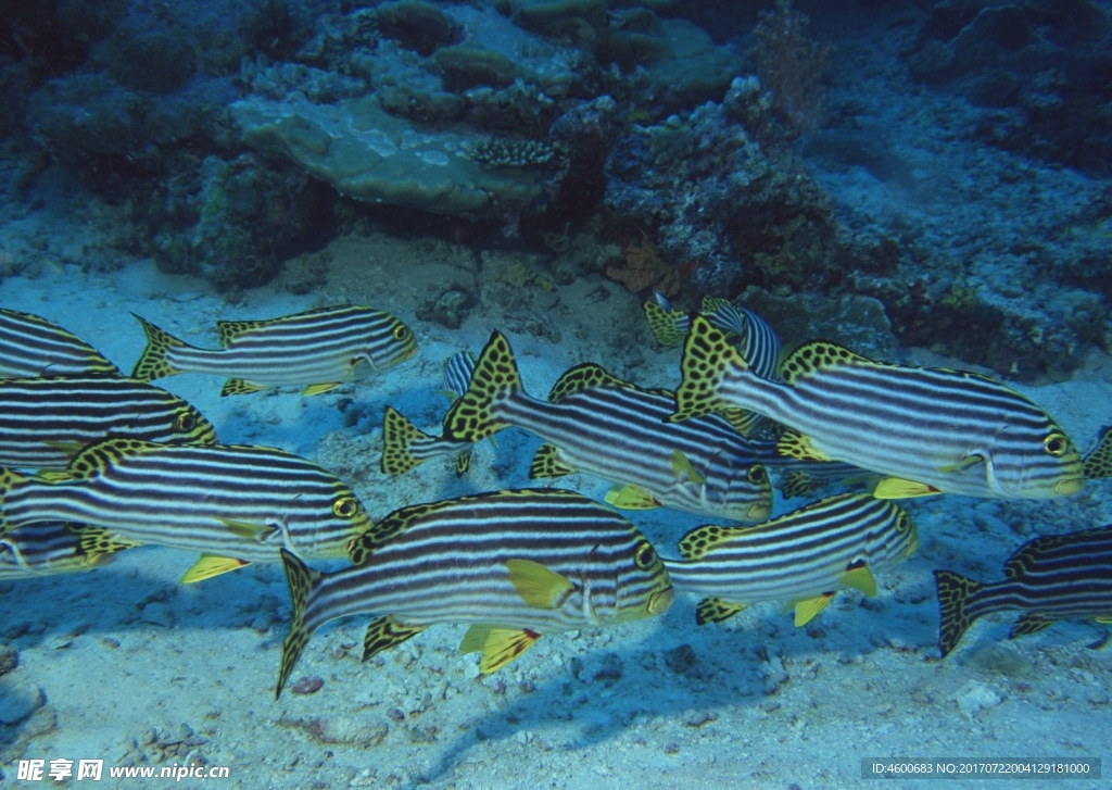 海洋生物 藍(lán)色海洋 海底魚類