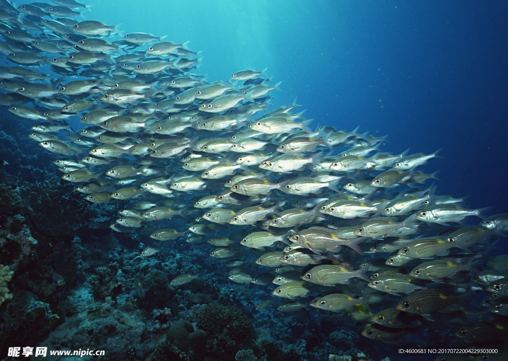 海洋生物 藍(lán)色海洋 海底魚類