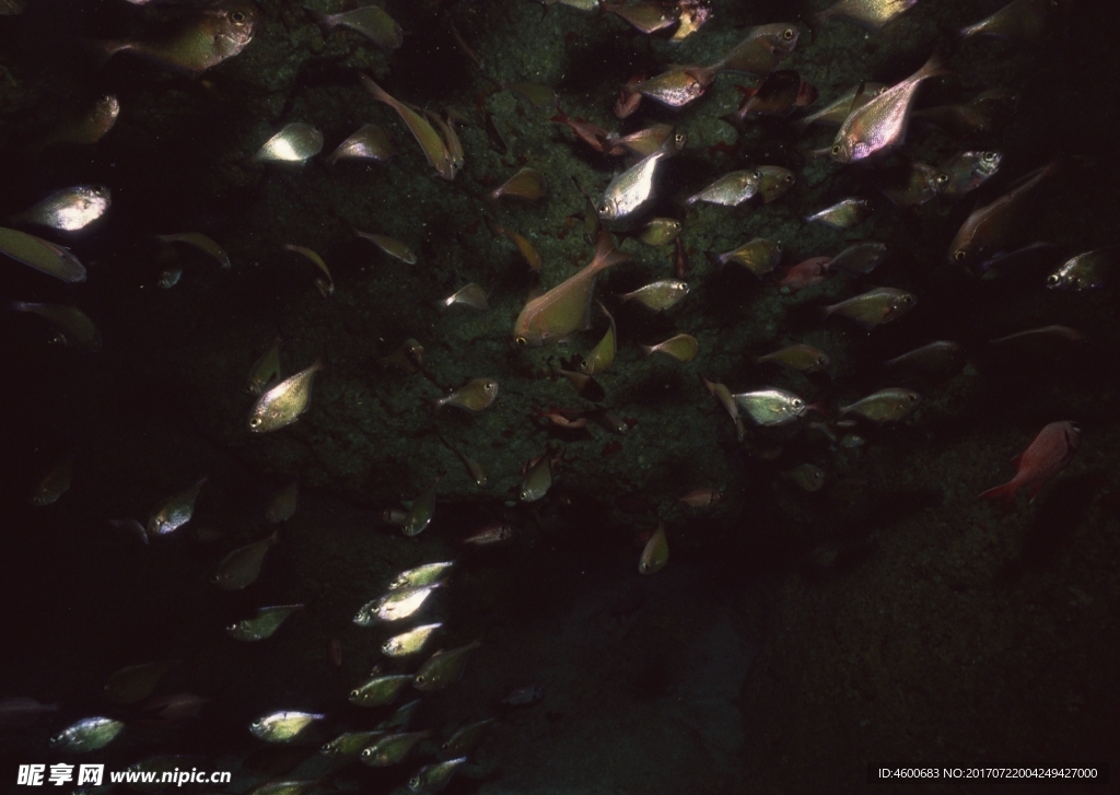 海洋生物 藍色海洋 海底魚類