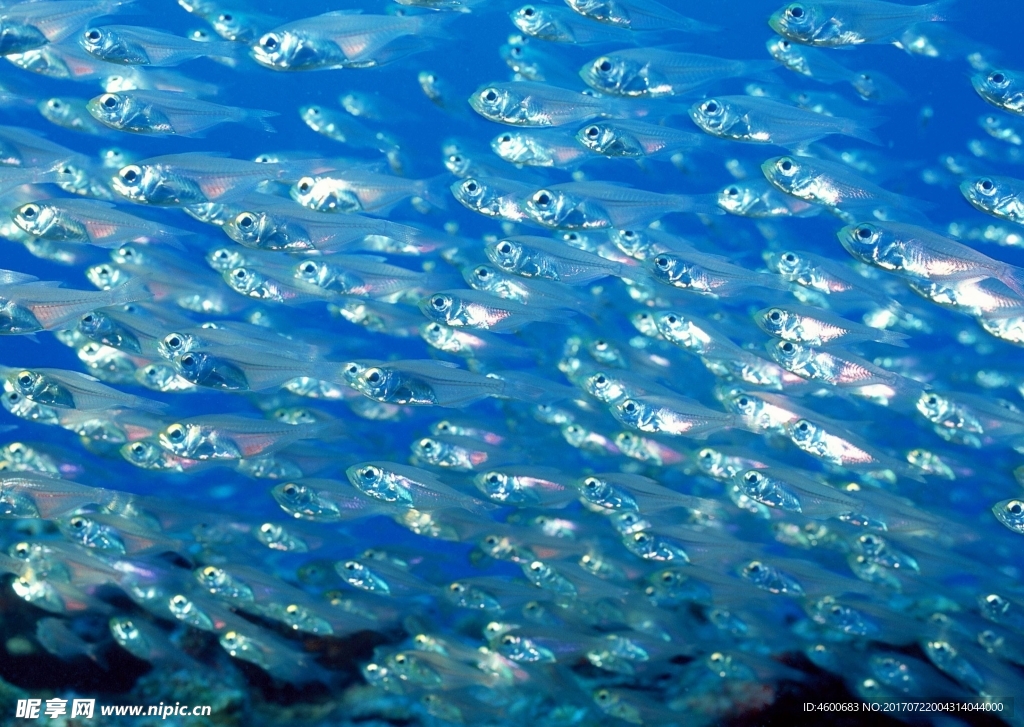 海洋生物 藍色海洋 海底魚類
