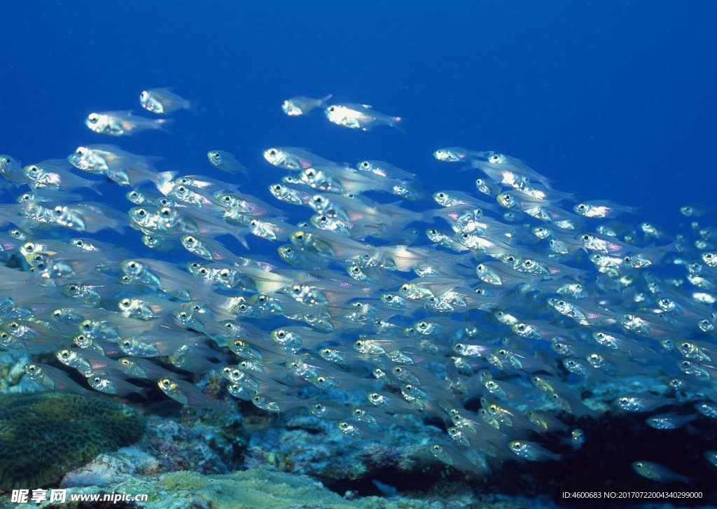 海洋生物 藍色海洋 海底魚類
