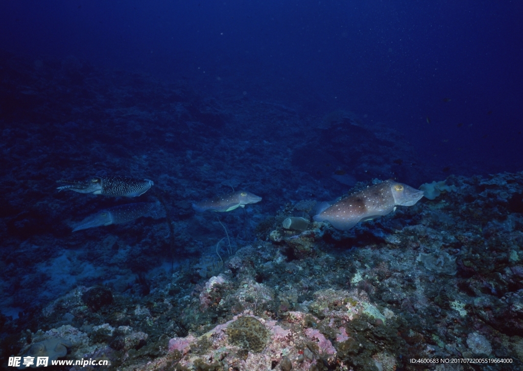 海洋生物 藍色海洋 海底魚類