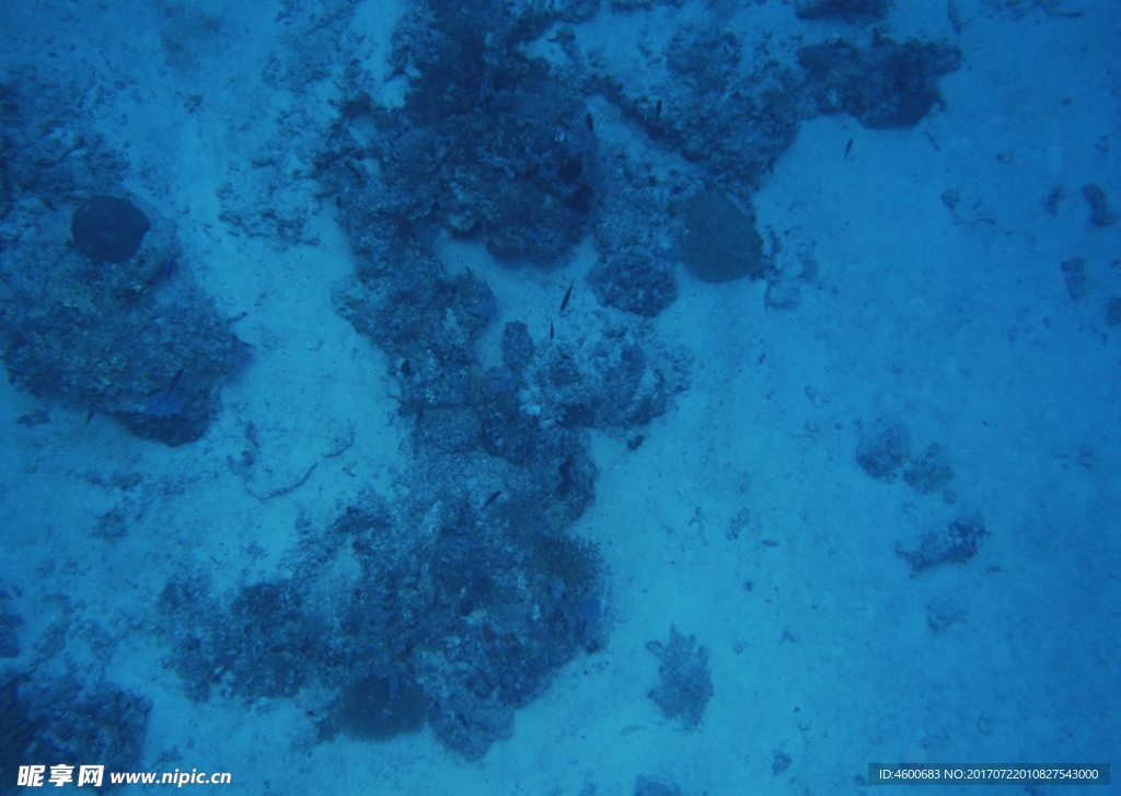 海洋生物   海底魚類 海水