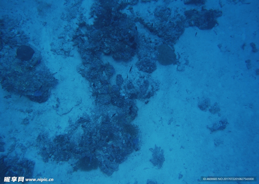 海洋生物   海底鱼类 海水