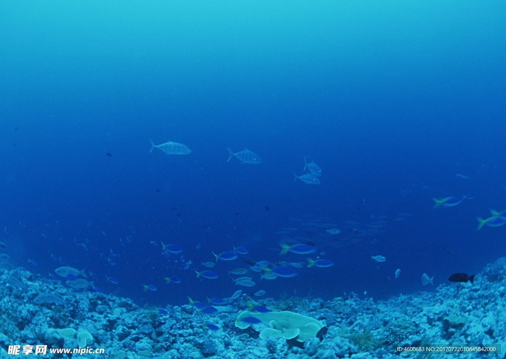 海洋生物   海底鱼类 海水