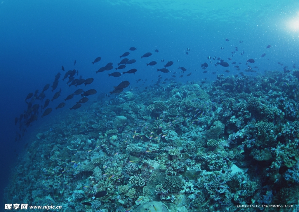 海洋生物   海底魚類 海水