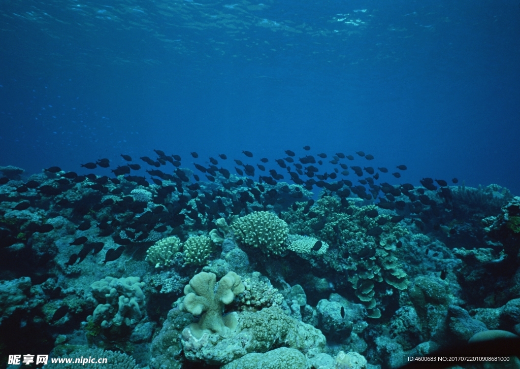 海洋生物   海底魚類 海水