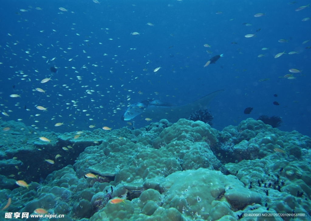 海洋生物   海底魚類 海水