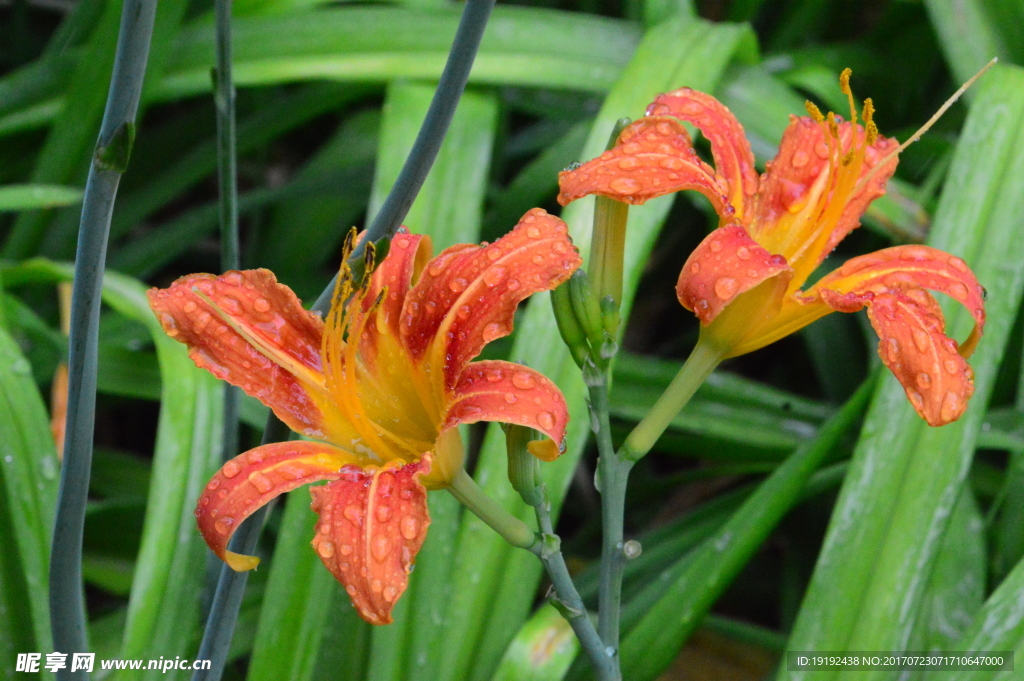 雨露萱草花