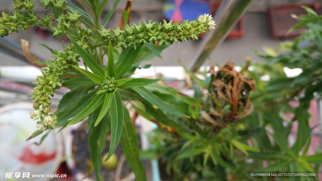 趕黃草花