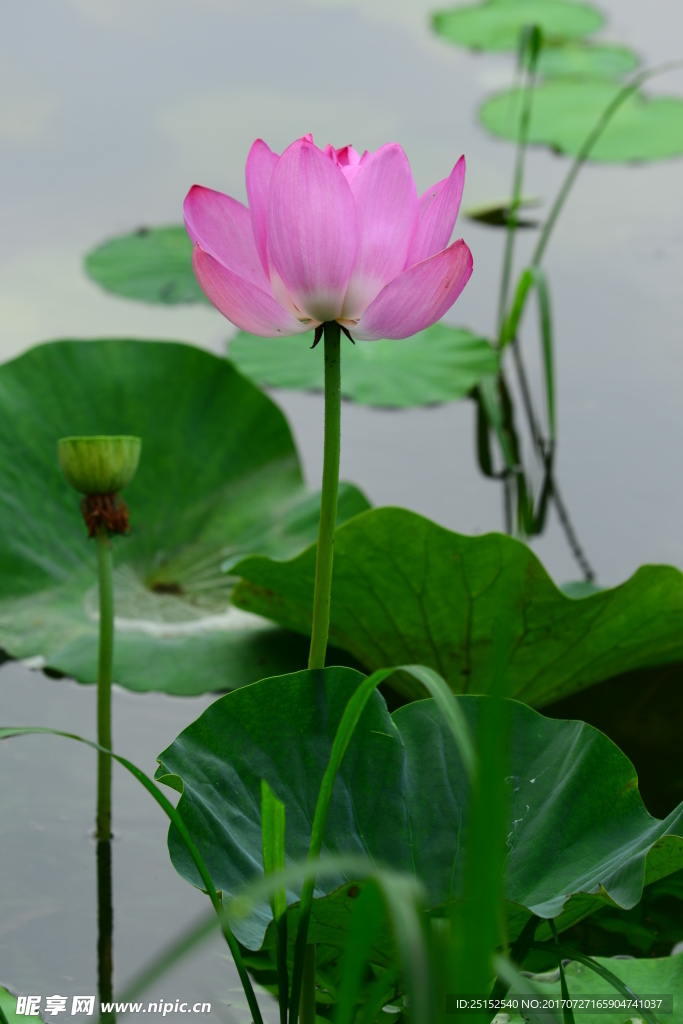 荷花