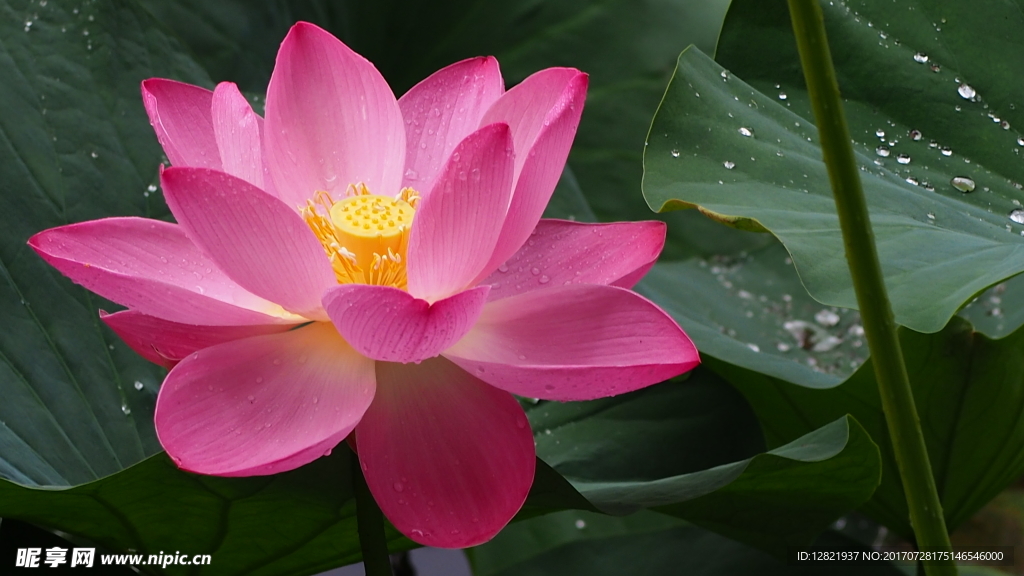 荷花