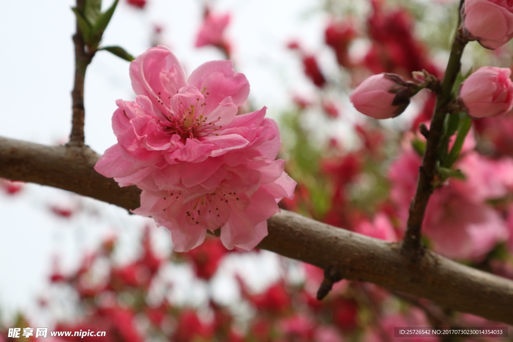 櫻花