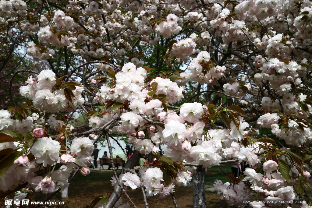 櫻花