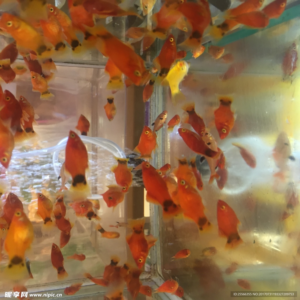 五彩斑斕的魚