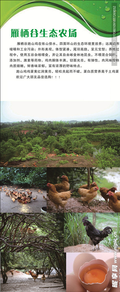 生态农场鸡