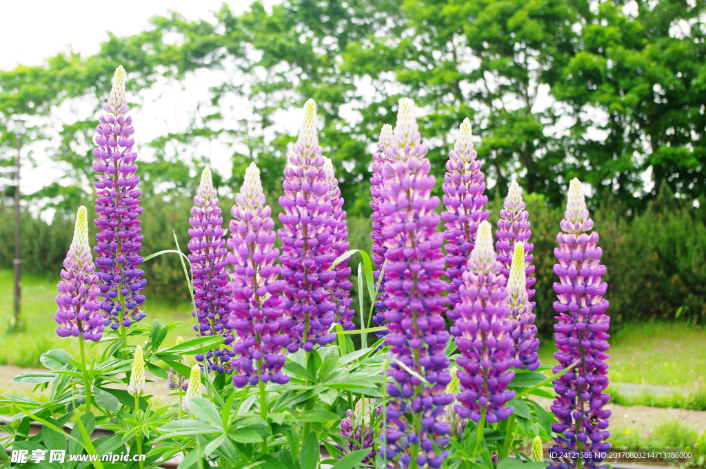 花草