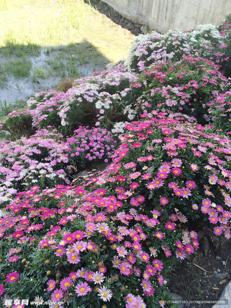 花叢