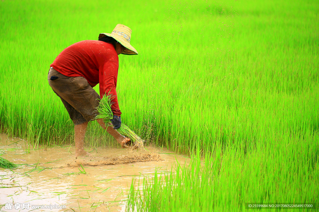 农业稻田插秧的妇女