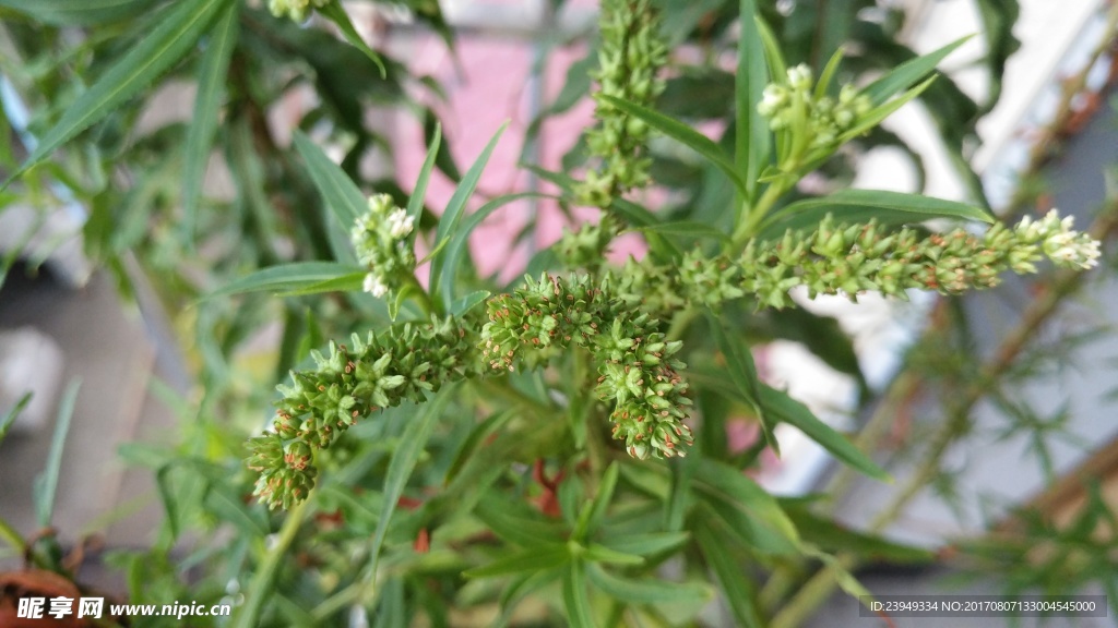 趕黃草花