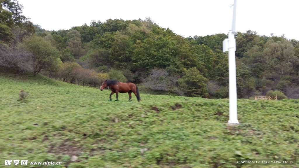 草原駿馬