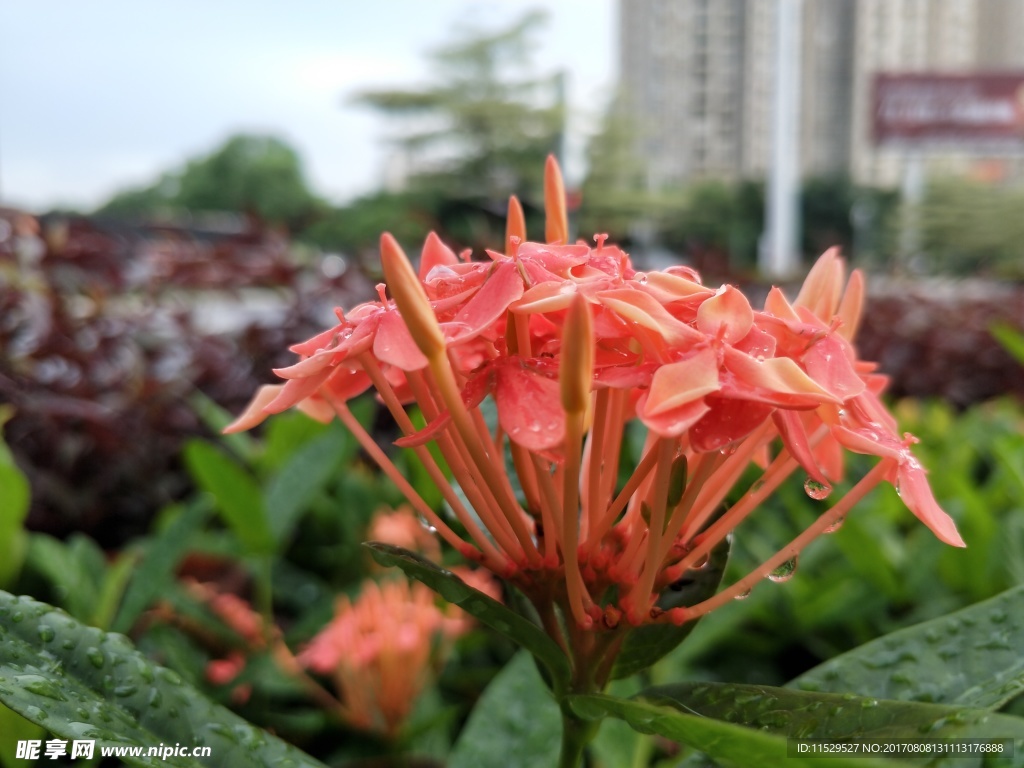雨后路邊小花