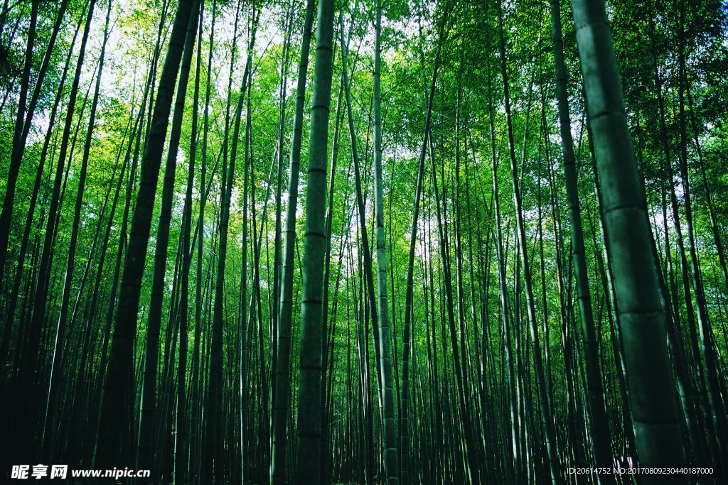 竹林美景