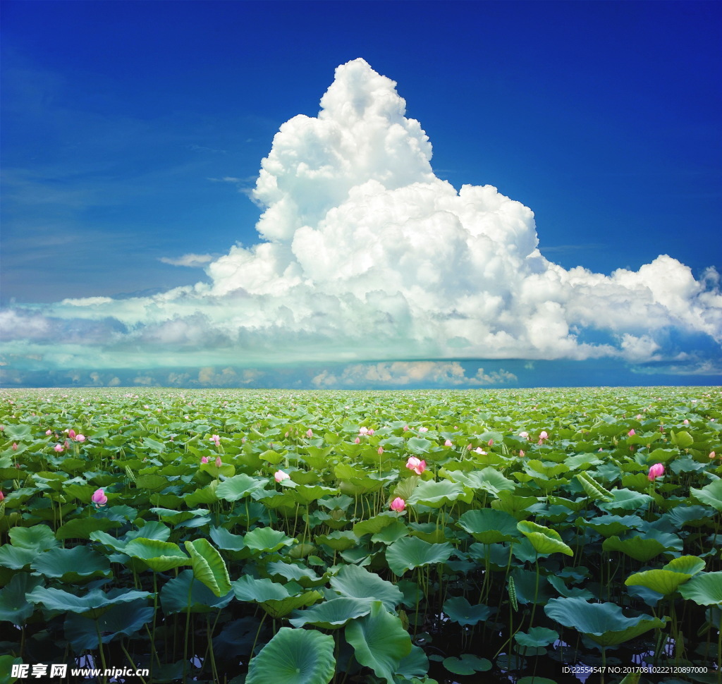 荷塘風(fēng)景圖片