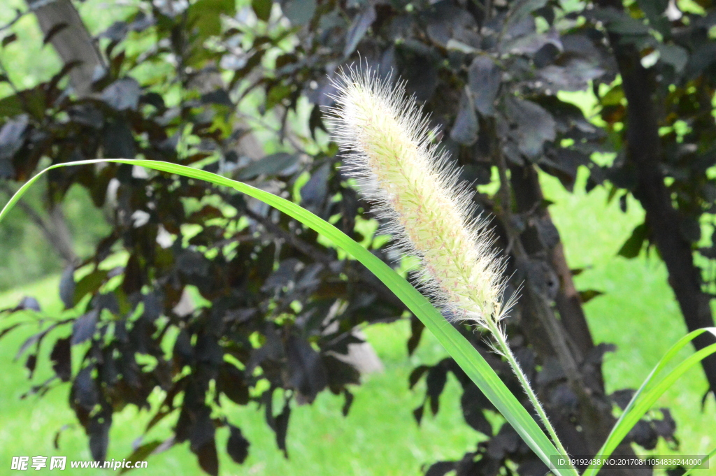 穗狀花卉