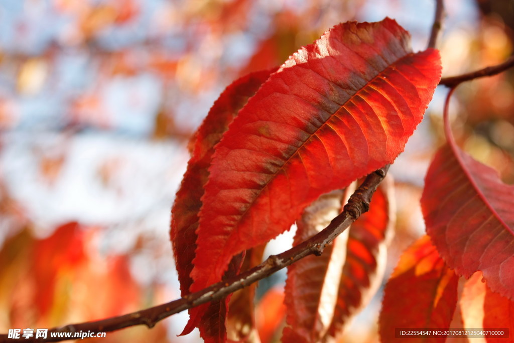 入秋红树叶图片