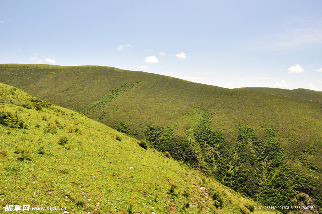 高山草甸