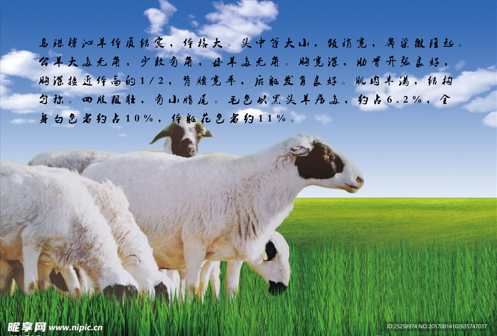 草原羊