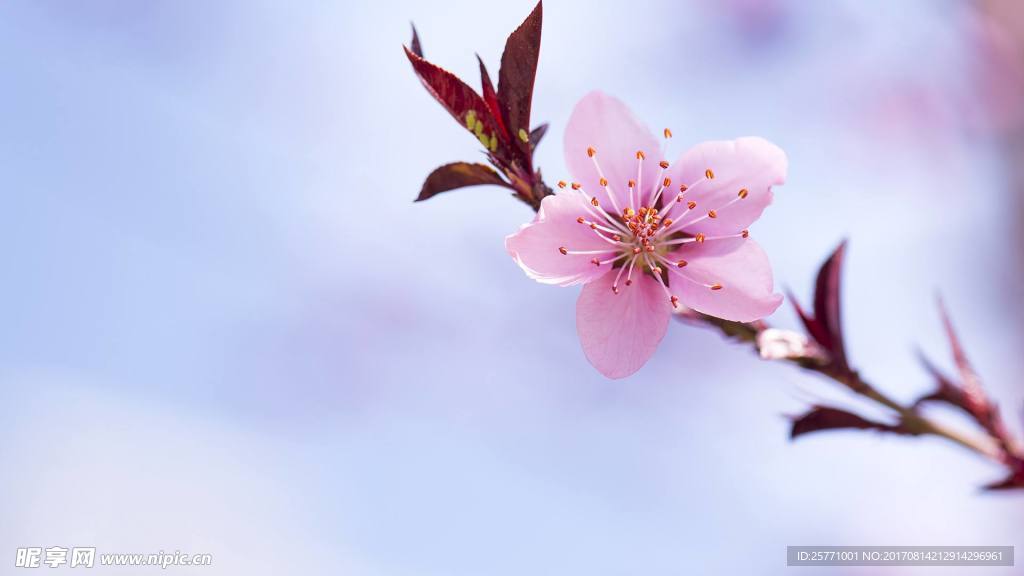 月季花