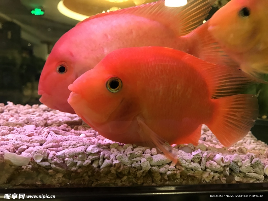 可愛的紅魚
