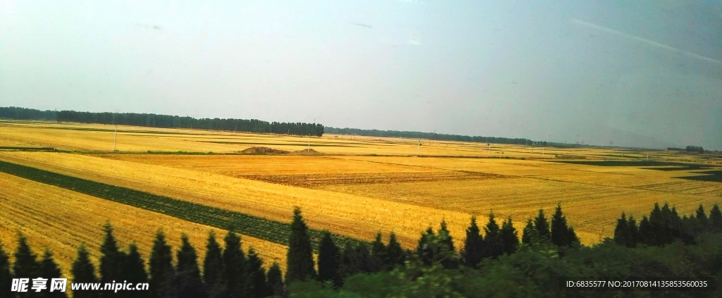 麥田