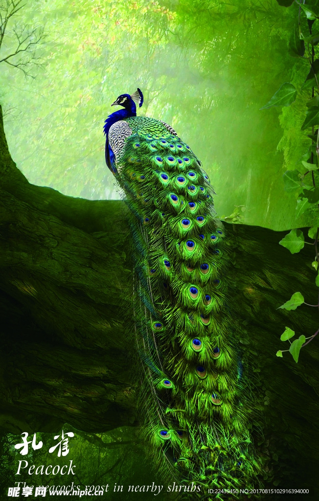 绿色森林孔雀挂画