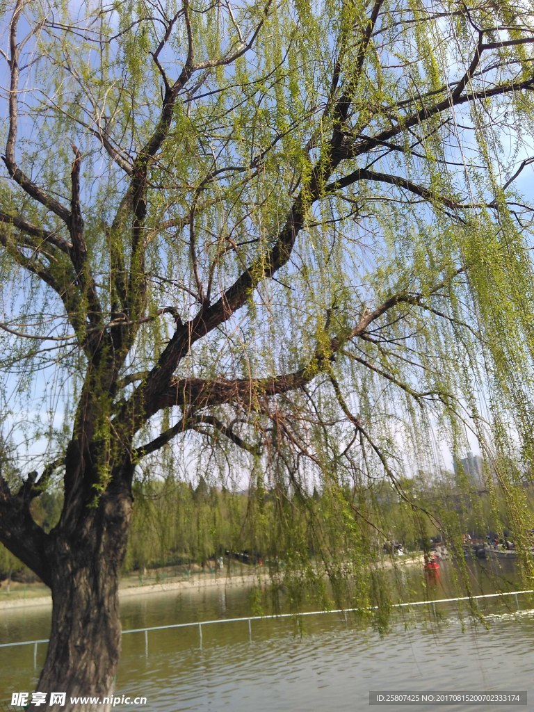 河邊柳樹