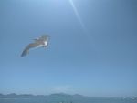 海驴岛海鸥