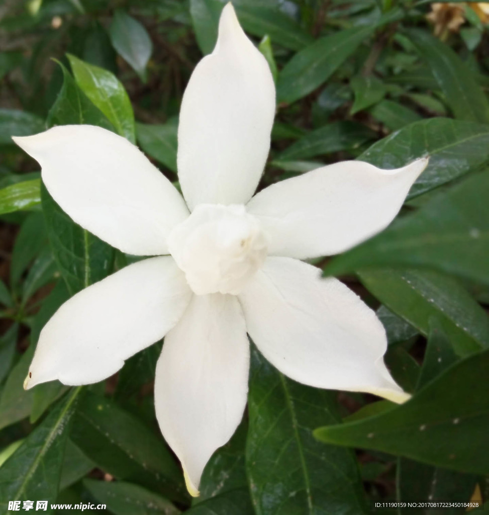 單朵桅子白花