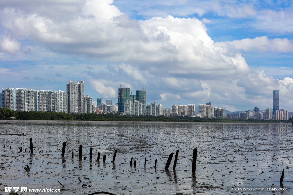 深圳红树林生态公园