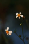 香雪公园里的小野花