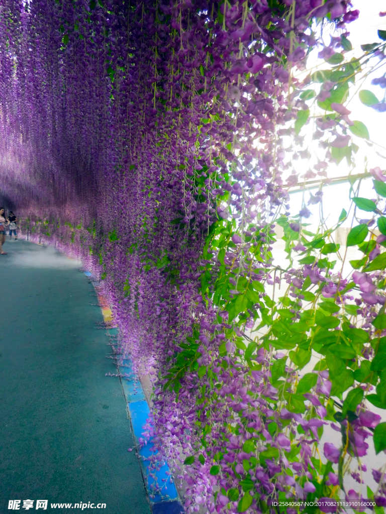 紫藤花