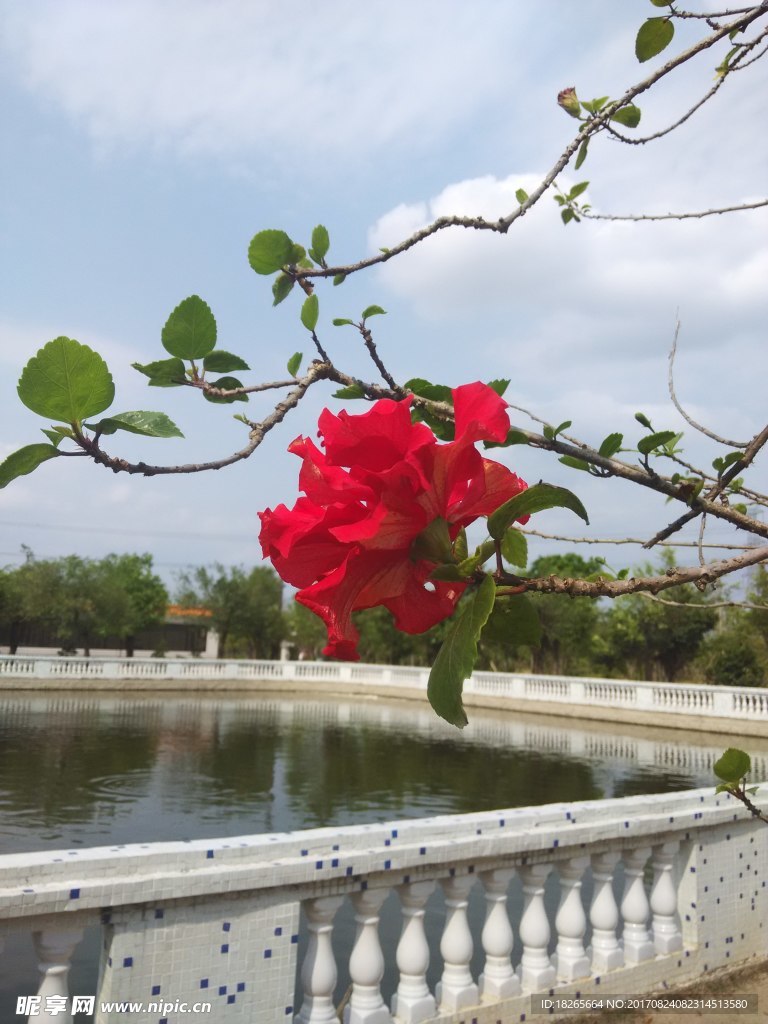 紅花