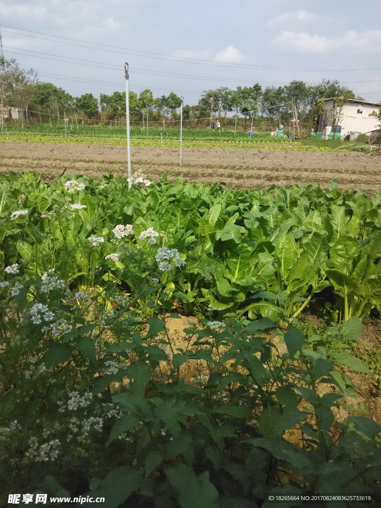 田地