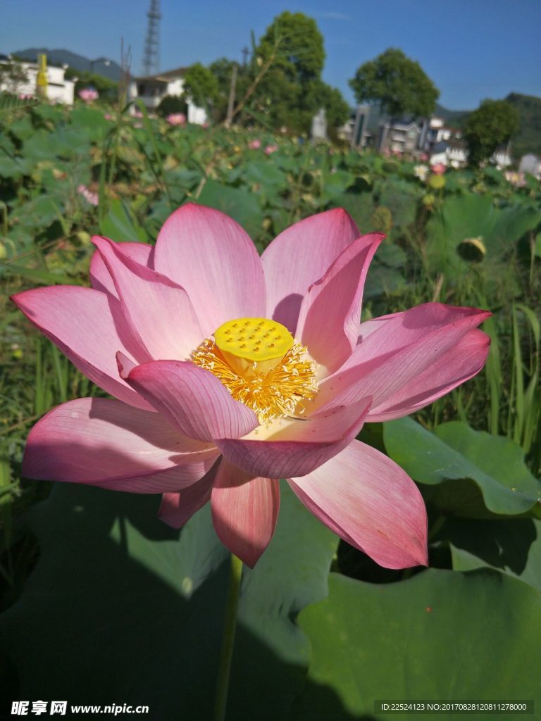 夏日荷花